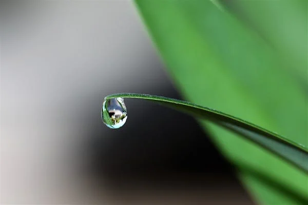 Water & Mineral Balance