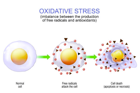 Oxsidative Stressed Cel