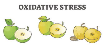 oxidative stress