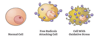 free radicals