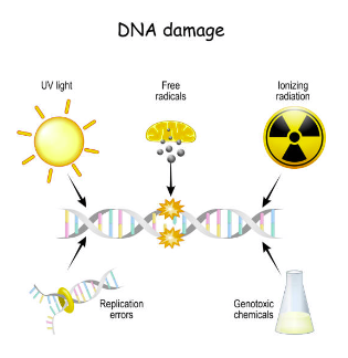 DNA