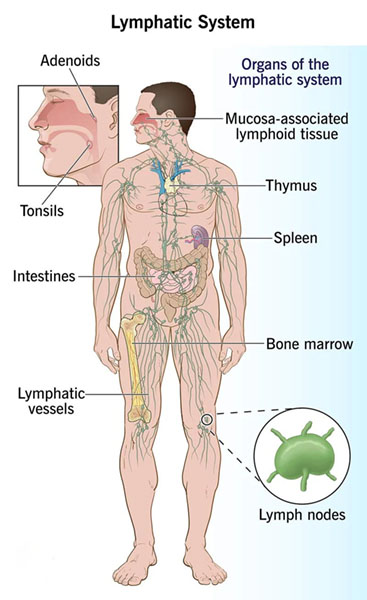 lymphatic system cleansing