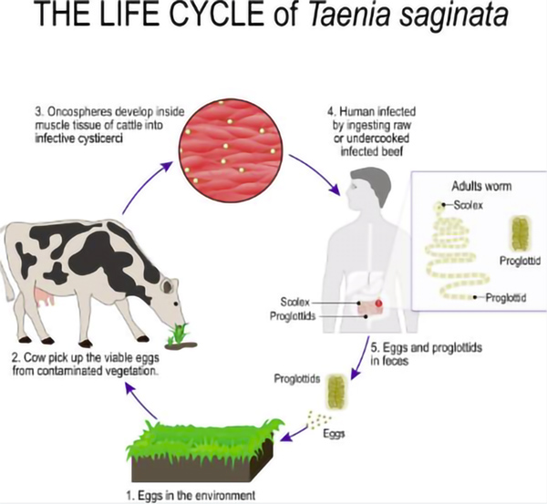 Understanding Parasitic Infections